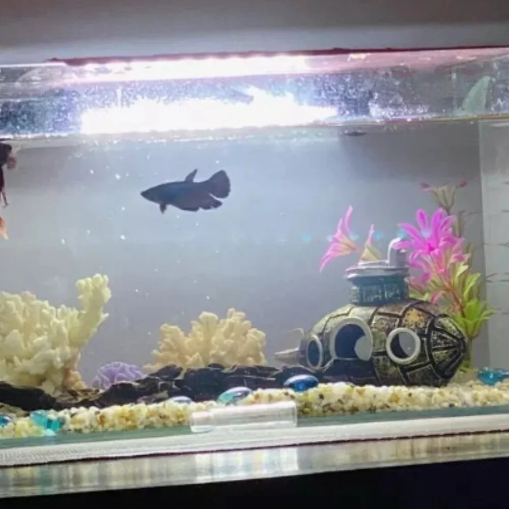 Aquarium decoration model